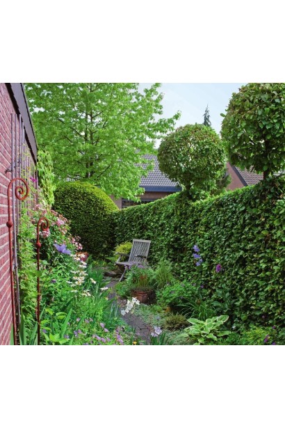 Вертикальне озеленення актинідією Чан Бай Гіант